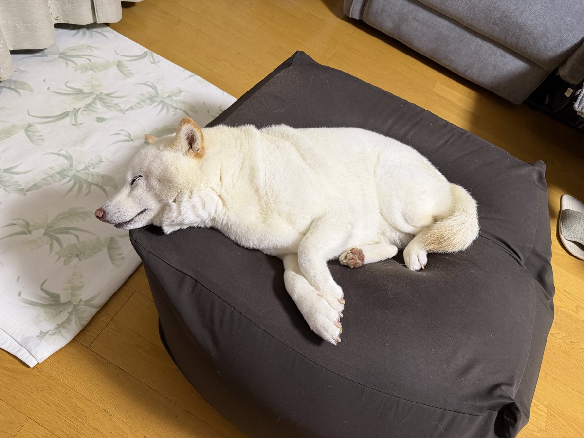 sirosibainu's tweet photo. おやすみなさい
#寝床犬 https://t.co/jqo8v0KFy1
