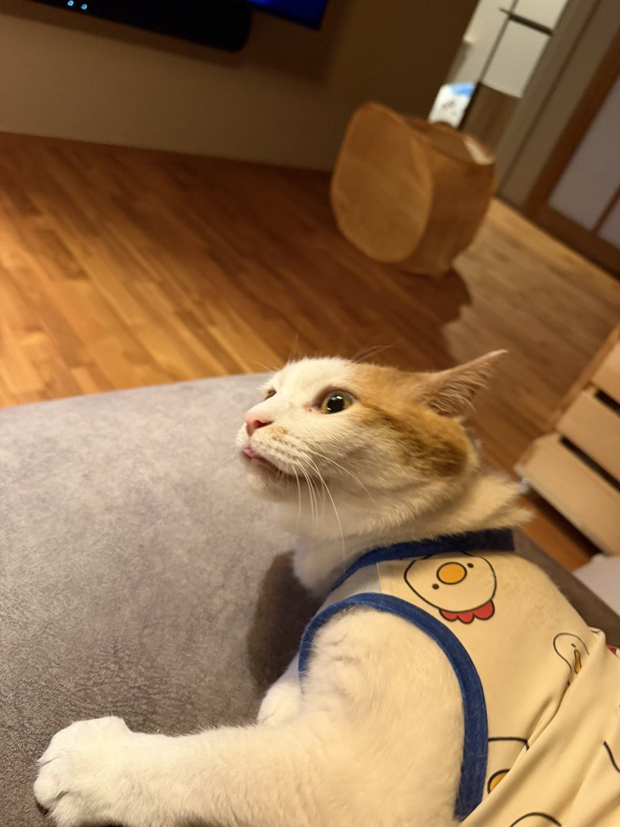 menta_ochyo_azu's tweet photo. 目が逝ってるﾒﾝﾁｬﾝ https://t.co/ka3T2xnTi1