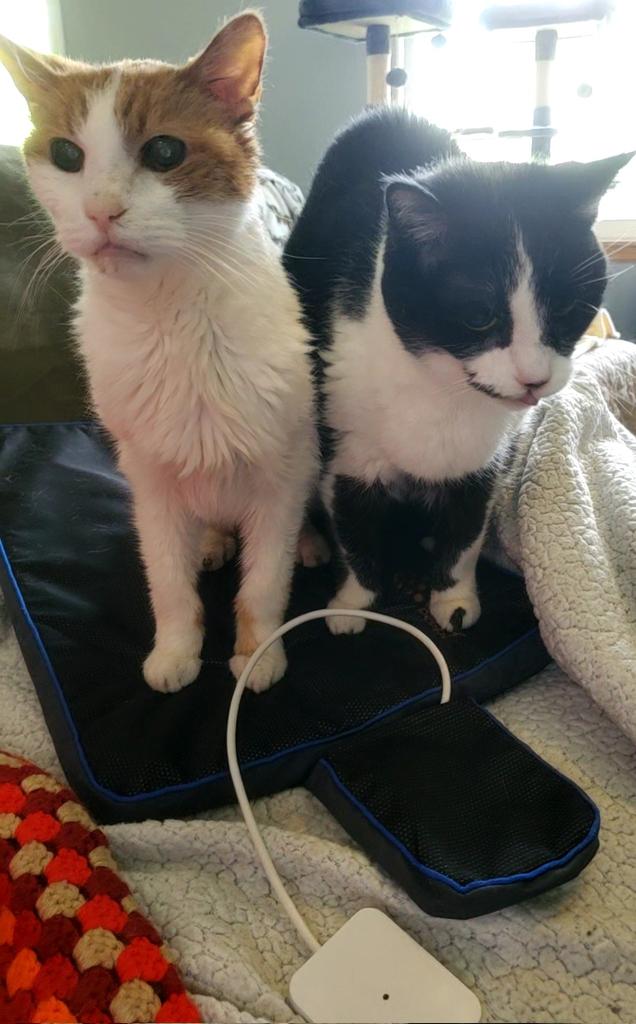 LucyntheBoys's tweet photo. Sharing is caring! #Linus #Lucy #tongueouttuesday #tuxietuesday https://t.co/hSGr7PYO8E