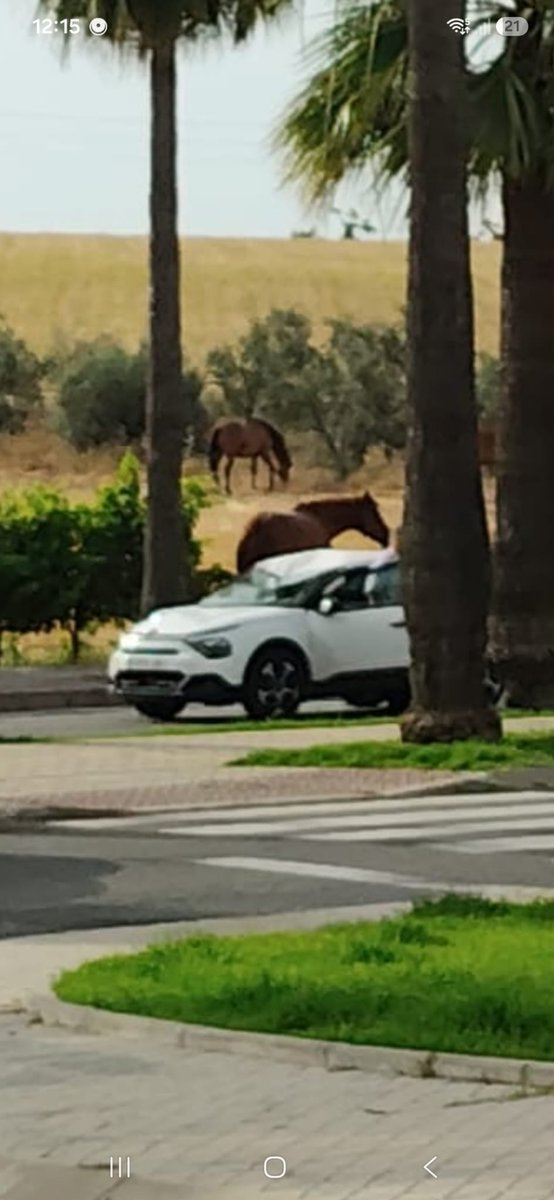 jcabram's tweet photo. Nuevo accidente con equinos y un coche.
Carretera Escacena-Chucena.
Ayer, tres caballos sueltos en la carretera de Rociana hacia Bonares.
Aquí no cambia nada después de la muerte de mi ángel.
¡ Tremendo ! https://t.co/wE441o4Mlp
