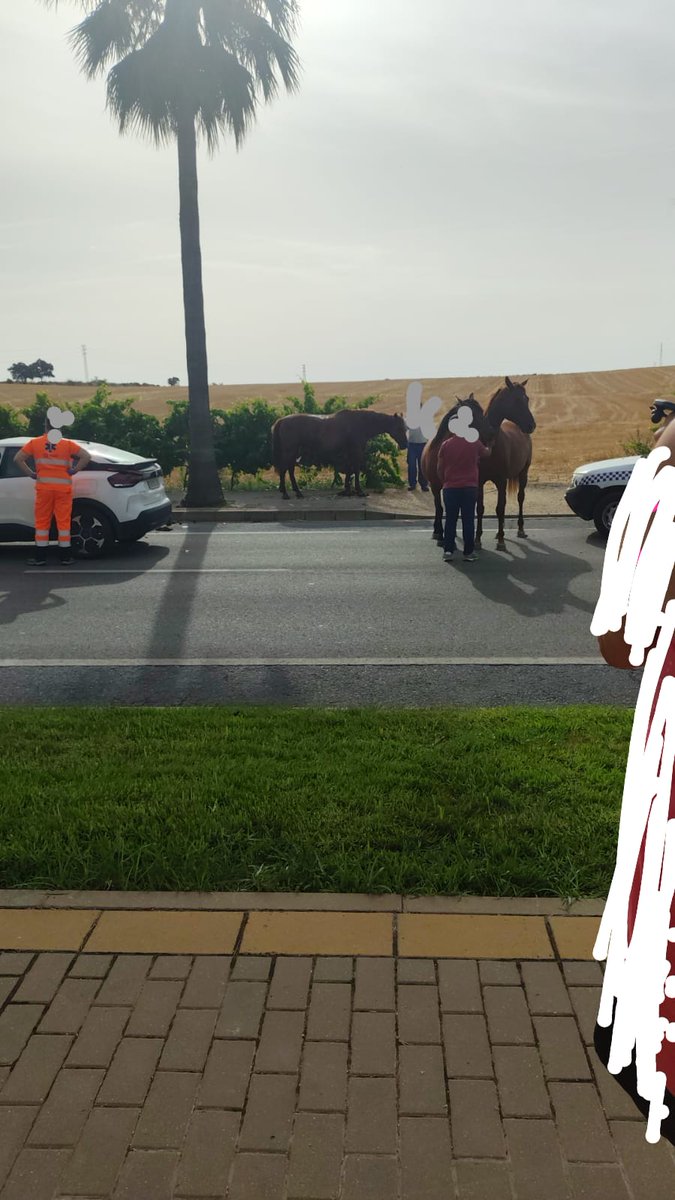 jcabram's tweet photo. Nuevo accidente con equinos y un coche.
Carretera Escacena-Chucena.
Ayer, tres caballos sueltos en la carretera de Rociana hacia Bonares.
Aquí no cambia nada después de la muerte de mi ángel.
¡ Tremendo ! https://t.co/wE441o4Mlp