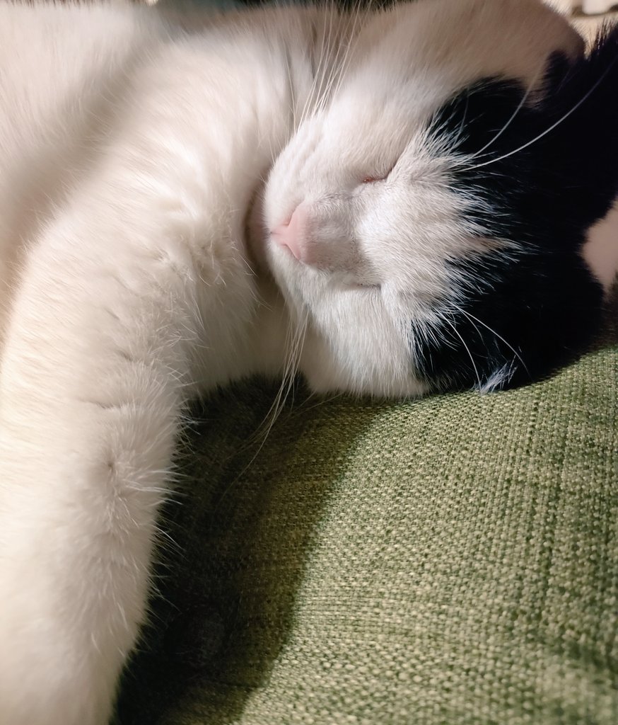 vegetaro's tweet photo. きゃわねー https://t.co/A8b73KeWsz