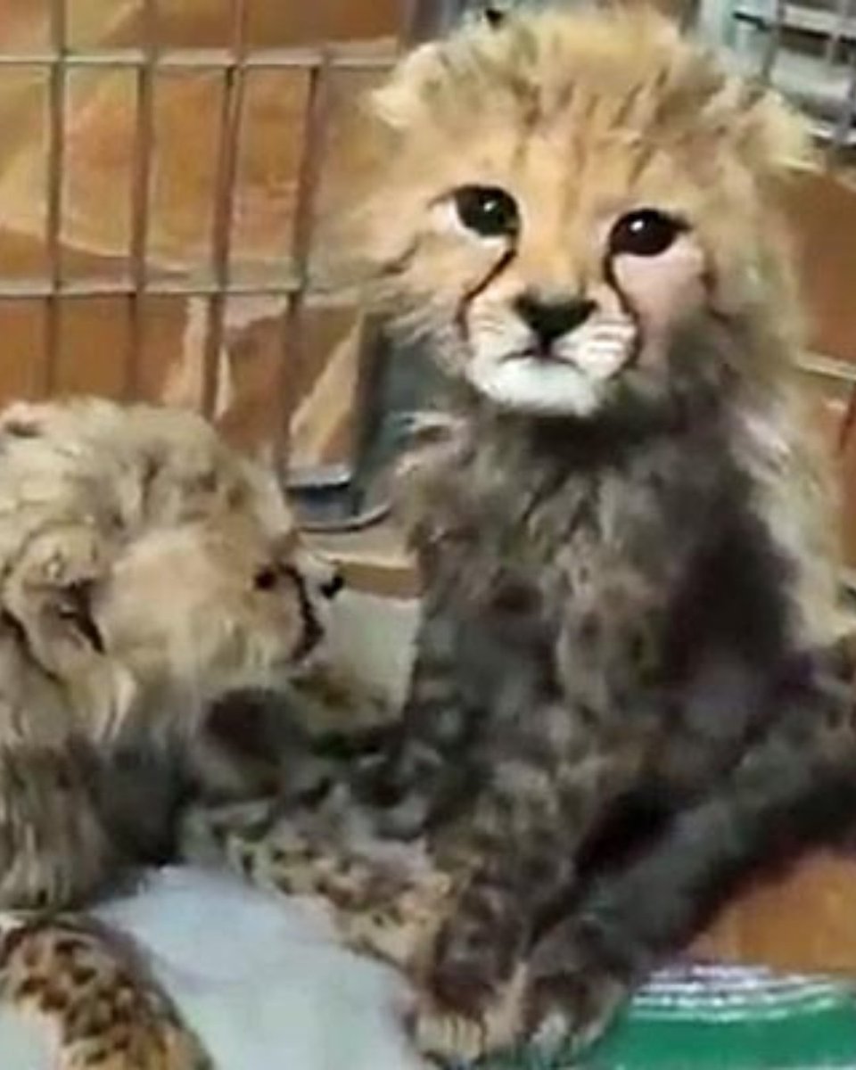 CCFCheetahUK's tweet photo. 🐆 Meet Delilah, our Cheetah of the Month — and one of CCF's release candidates!

Delilah's journey began in 2023 when she was orphaned and captured in a trap cage on a farm. She arrived at CCF at approximately eight months old and, because she had remained wild, was considered a strong candidate for release back into her natural habitat.

Now, after more than two years at CCF, Delilah is preparing for the next chapter of her story. She is scheduled for release in 2026, and our team is currently evaluating potential release sites before beginning her transition back to the wild.

Want to learn more about Delilah's rescue, rehabilitation, and what it takes to prepare a cheetah for life back in the wild? 

Read her full story via the link below. 

https://t.co/3NyLnm2POX
