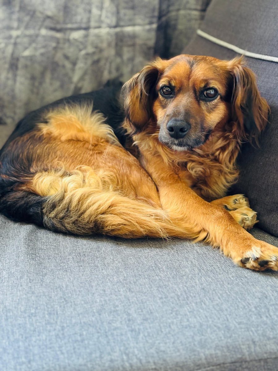 mal_land_'s tweet photo. 🐾 Holy szuka domu! ❤️
Ma 6 lat, waży 10 kg, uwielbia ludzi, dzieci i inne zwierzęta. Przez reumatyzm potrzebuje spokojnego życia i mnóstwa miłości. ❤️Marzenie? Adopcja w dwupaku z córeczką Chichi!🙏🏡
📍 Gdańsk (możliwy dowóz)
📞 509 202 713 (tylko tel.)
Podaj dalej! 🐕 #adopcja https://t.co/s44fMR7O3N
