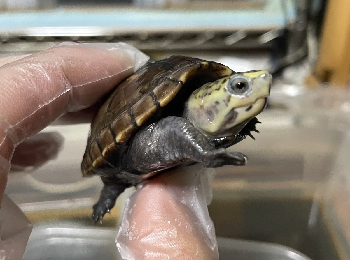 REPken2525's tweet photo. ジャス君！やる気ゼロ散歩準備w
寝たまま起きんww 
準備して、自分の行くでは無視だが、、親父が帰って来たのわかってダッシュ💨

ミスジドロガメも見ても顔出してくれるまで環境に慣れたかな🤔 https://t.co/za0e2WX7zn