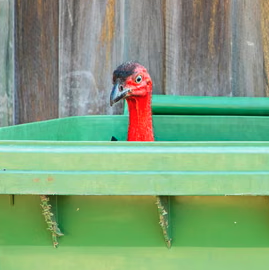 metaquant19's tweet photo. This image of a turkey in a bin is currently in shortlist photo for image of the year. The meme potential here is crazy-  It's is on the front page of the guardian right now and is going viral as fuck

the 'one in a thousand' photo is almost at 100k, so no reason for this not to be up there too.

$BINTURKEY

https://t.co/QYsQX9gbJK
