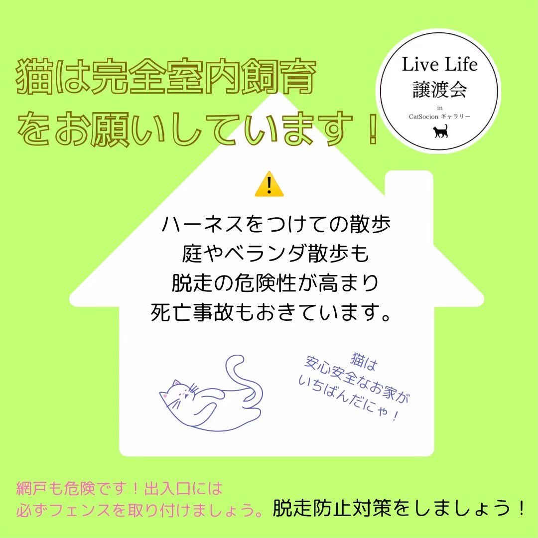 nekonohigurashi's tweet photo. 病院以外不要に出かけないこと。猫は自分のテリトリーを大事にする生き物なので家でお留守番が一番安心です🏠ドライブとかキャンプとかペットイベントなどバギーやハーネス抜けて、行方不明はありうること。自分の猫は大丈夫と言われますが、何が起こるか分かりません。猫は完全室内飼育お願いします😺 https://t.co/GKL79qeYEV