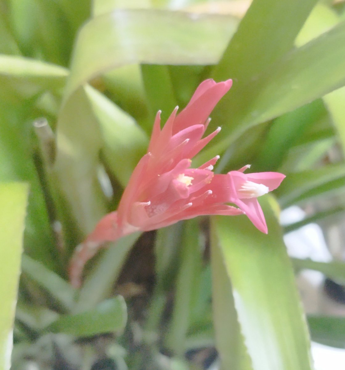puyamaster's tweet photo. Quesnelia humilis EL1661
これもトロピフローラ由来 https://t.co/6NXKnXDmes