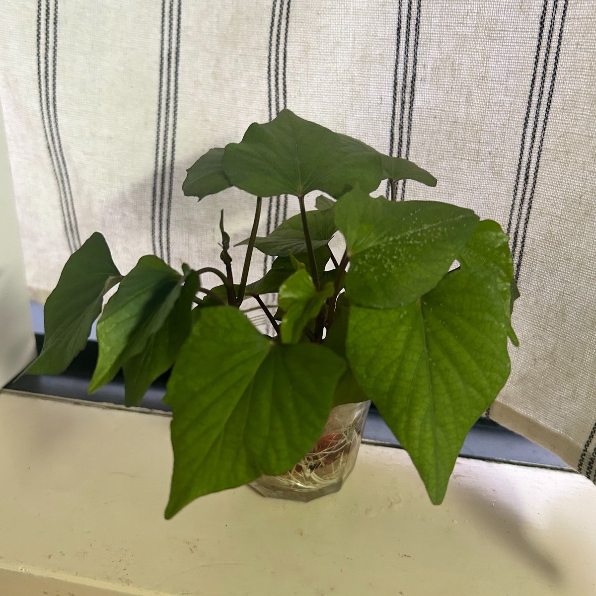 dore_mimi's tweet photo. 1週間でこんなに大きくなるなんて すごい生命力🌱✨

#doremimiさつま芋水栽培 https://t.co/WVkiZ8N4BQ