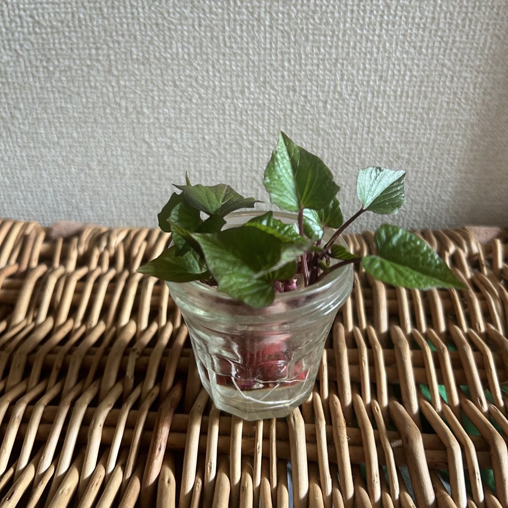 dore_mimi's tweet photo. 1週間でこんなに大きくなるなんて すごい生命力🌱✨

#doremimiさつま芋水栽培 https://t.co/WVkiZ8N4BQ