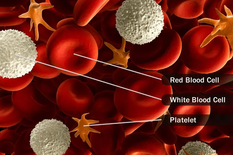 adv_immunology's tweet photo. Platelet Count.....https://t.co/520UmE0f6K
To know more about immunology, Kindly visit our website....https://t.co/sIIThgwwKW 
#cells #autoimmunity #Platelets https://t.co/tS5XUhwOJ6