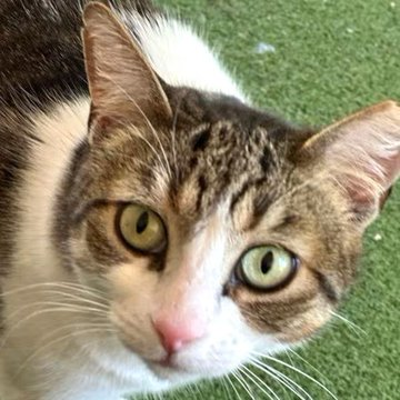 sachikoko's tweet photo. 🙏🏽PLEASE SHARE
💖Shy, Sweet 5YO Brown #Tabby &amp; White Kitty "WILLOW"💖
📣Needs A Quiet, Patient #FureverHome🏠
▶4 INFO https://t.co/5Rc5Jcdr33
🙏🏽#Adopt #AdoptDontShop #AdoptMe
#Acampo, #CA #Lodi #SanJoaquinCounty #CentralValley
✅CATS✅KIDS @AdoptRescueCats
#RehomeHour #US #Cats https://t.co/ds57ilA7j7