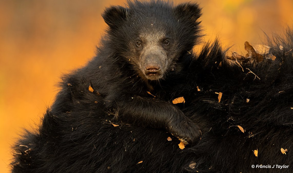 slothbear2026's tweet photo. 🐻Sloth Bear Mothers and Cubs

A Sloth Bear’s journey into motherhood begins with a gestation period of around 210 days (~6–7 months). The average litter size is usually 1–2 cubs.

After birth, cubs stay hidden in dens for the first few weeks before emerging to display one of the most unique bear behaviours—riding on their mother’s back for protection. This can continue for 6–9 months, while cubs learn to walk, climb, and forage. They usually remain with their mother for 12–18 months, sometimes up to 2 years.

Sloth Bear mothers are highly protective, and this strong bond means they can become aggressive if they sense danger.

⚠️ If you encounter a mother Sloth Bear with cubs, always maintain a safe distance.

A remarkable bond of care and survival in the wild. 🐾

#ProjectSlothBear #WIIProjectSlothBear #SlothBear #MotherAndCub #BearBehaviour #WildlifeResearch

@moefcc @CentralIfs @NationalCAMPA @wii_india @SACONCoimbatore @wii_eiacp @rameshpandeyifs @GobindsagarBha1 @RuchiBadola2 @CRamesh_WII @BivashPand34733 @Kramesh95 @amitwii @UpmaManral @ashishjangid22 @avinashyadv95 @utkarsh41995  @kaushikforwild @Hairypotter0777 @Sindhoora_2001 @Suraj_Chauhan31 @niranjanKv2770 @Kavyak0204 @MitaliJadh34762 @ForNat0