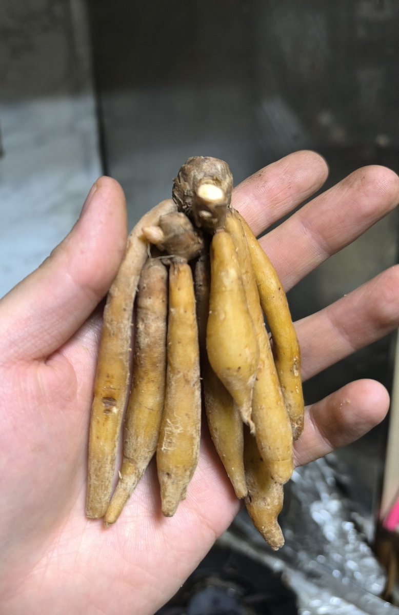 scientist_hid's tweet photo. クラチャイ（オオバンガジュツ）

アスパラガスのような貯蔵根は生姜の香りにややガランガルに似た香りを混ぜたような雰囲気。

辛味はマイルドで芋と茎の中間のような食感

後味に生ジャガイモの様な根の香りがある。

風味は生姜に近いがコレ自体が根菜の味わいなのでなかなか期待している。 https://t.co/DN9xD8gLKw