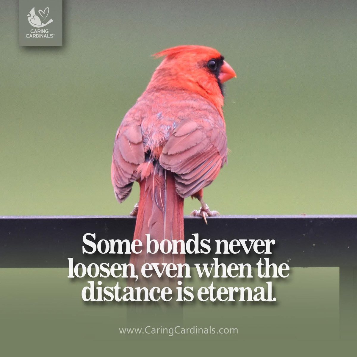 caring_cardinal's tweet photo. Visit our website for special gifts and daily inspiration through the spiritual beauty of cardinals.

Online Store
https://t.co/7Dutmh094q

Etsy Shop
https://t.co/4qabE14MpL

#caringcardinals #cardinals #redcardinals #faith #angels #memories #love #sympathy #grief #memorial https://t.co/gOXrznpwtc