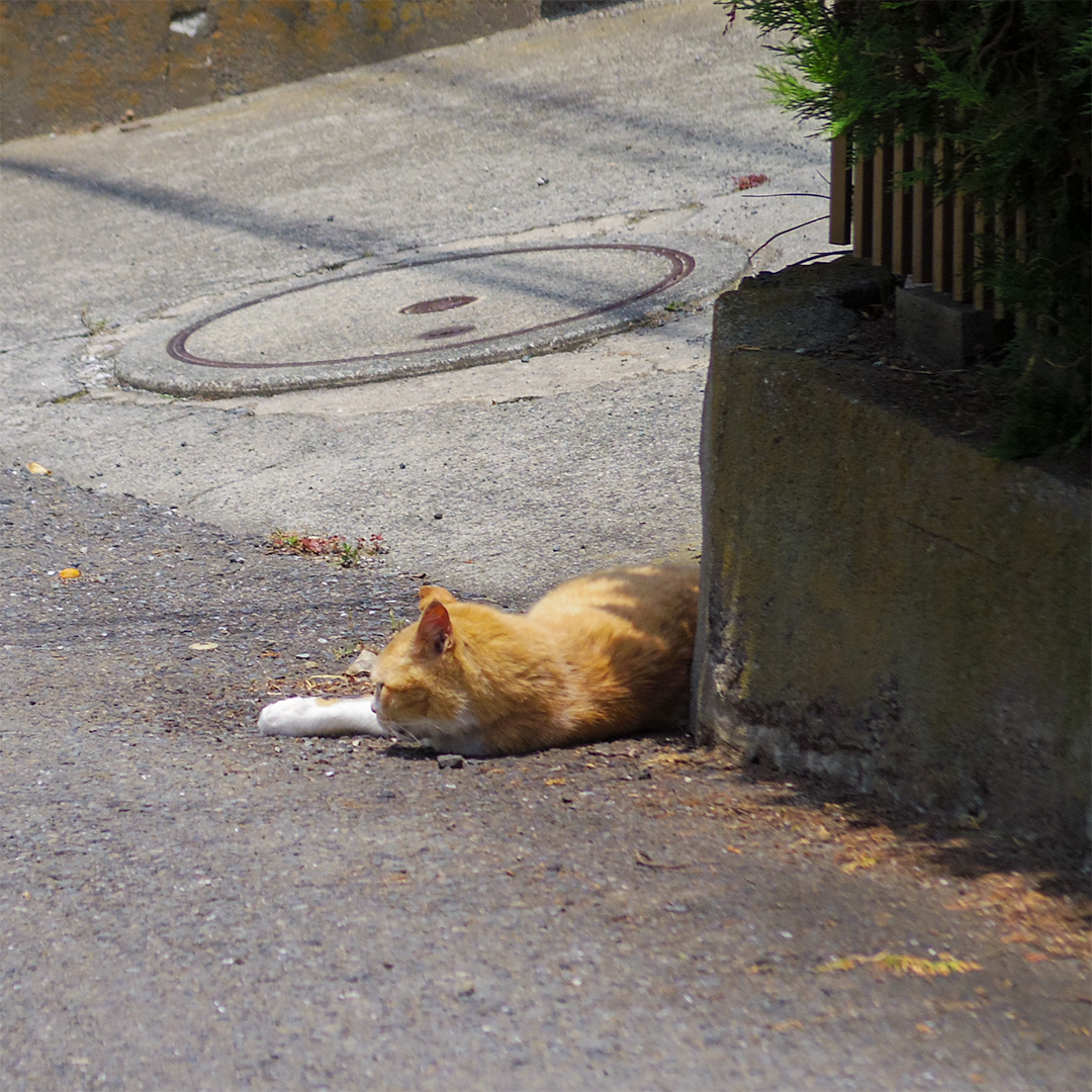 heavenscope's tweet photo. 12年前、2014年6月23日のニャンコさん。道路に上半身だけはみ出てみるのだ。 #cat #猫 https://t.co/FBCkoJvzTO