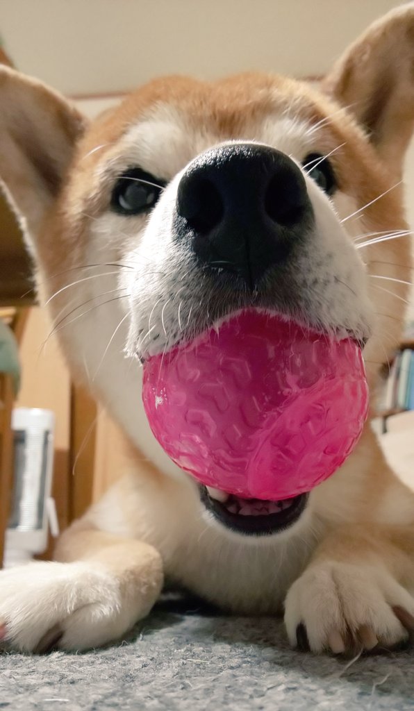 kamikamiSHIN23's tweet photo. 楽しくボール遊び♪を撮るはずが…
なんか…思ってたのと違う😅
#柴犬 https://t.co/mfGykOwL3U