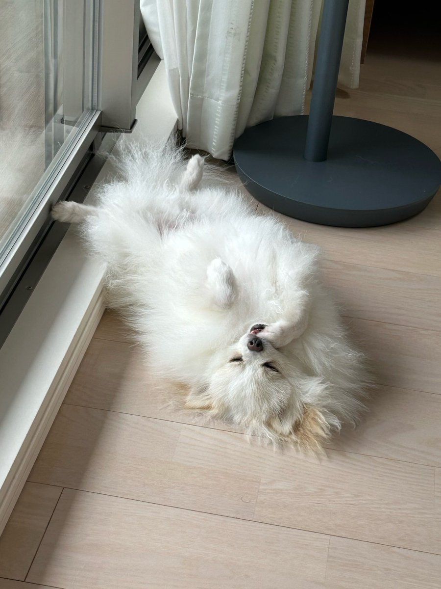 pome_tenkun's tweet photo. 一歳の頃となーーーーんにも変わってなくて愛おしすぎる https://t.co/WqF52EwJHa