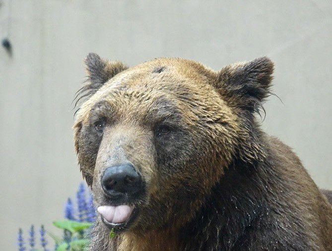 FavoriteBears tweet picture
