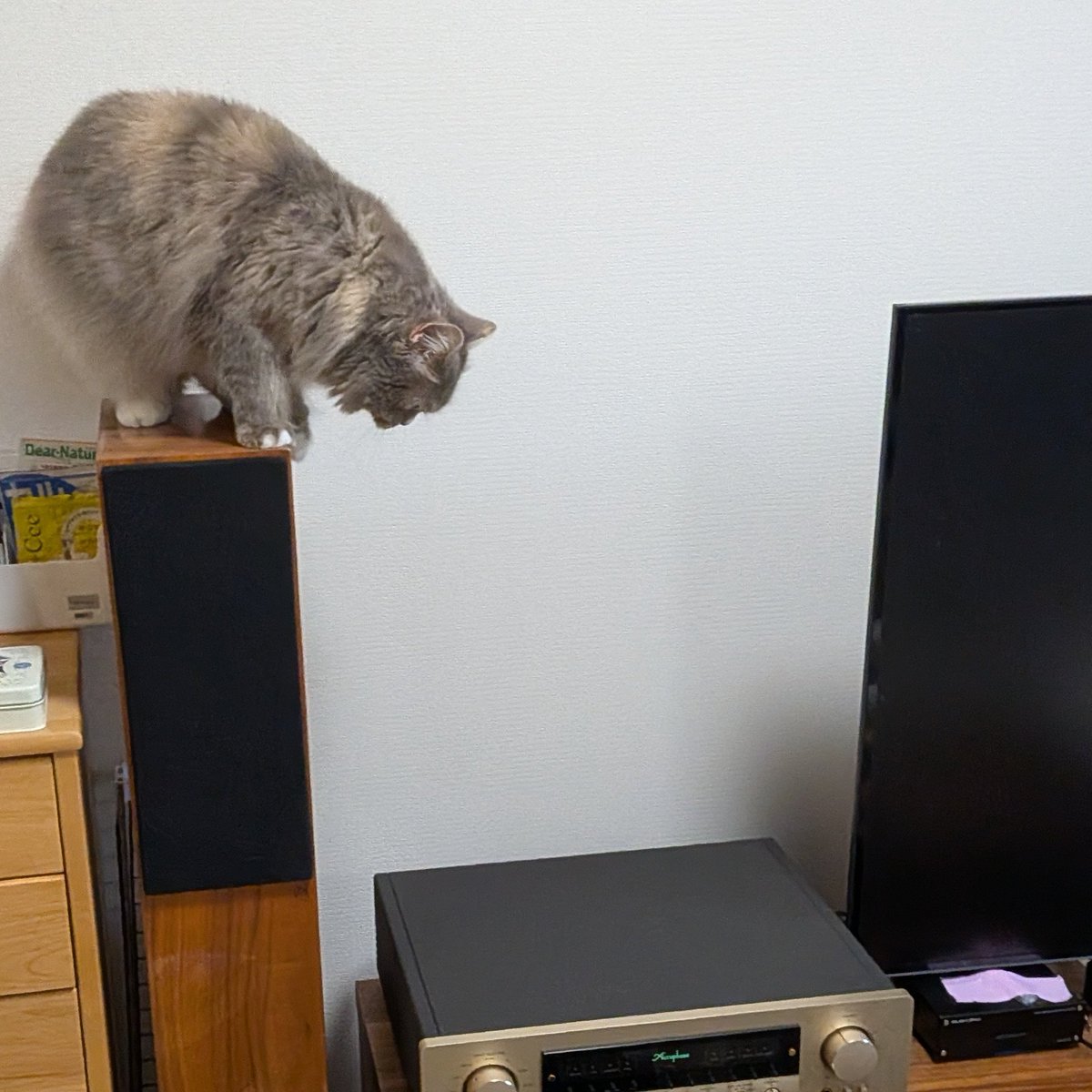 cat_solanum's tweet photo. 悪さ（スピーカーの上に乗る）の現場を写真に収められて「ﾆｬｱ!!」と言い訳してた🙀
現行犯じゃなくても証拠があると後からボスに叱られるのを理解しているのかもしれない。長期記憶ばっちりなスーパー賢いキャットなので…… https://t.co/jRhGI46xlM