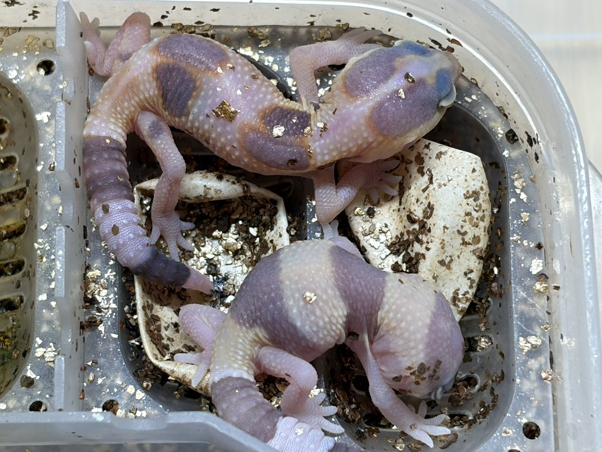 【受注生産】鳥かご　トカゲ飼育 ジュニア｜Gecko Jr. (@chans46899042) / Posts / X
