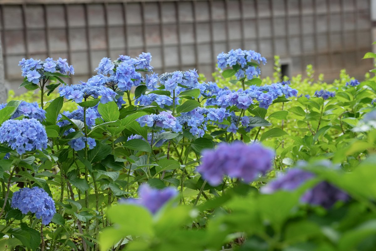 Hello3755221's tweet photo. 府中市郷土の森博物館で観賞した紫陽花②

府中市郷土の森博物館で開催されている
「郷土の森あじさいまつり」に行ってきました
たくさんの種類のアジサイがとても綺麗に咲いています
#府中市郷土の森博物館 #郷土の森あじさいまつり https://t.co/P3VOYBApE4