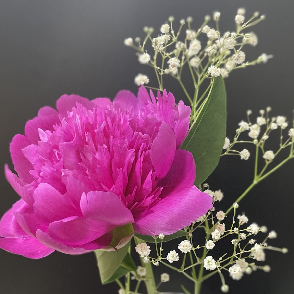 ManaDC_Alpha's tweet photo. 芍薬！

嗅いだことある香りだけど、芍薬の香りだったんだなぁ

記憶と体験が結びついた瞬間w
イイ！ https://t.co/tbRLHFAUEz