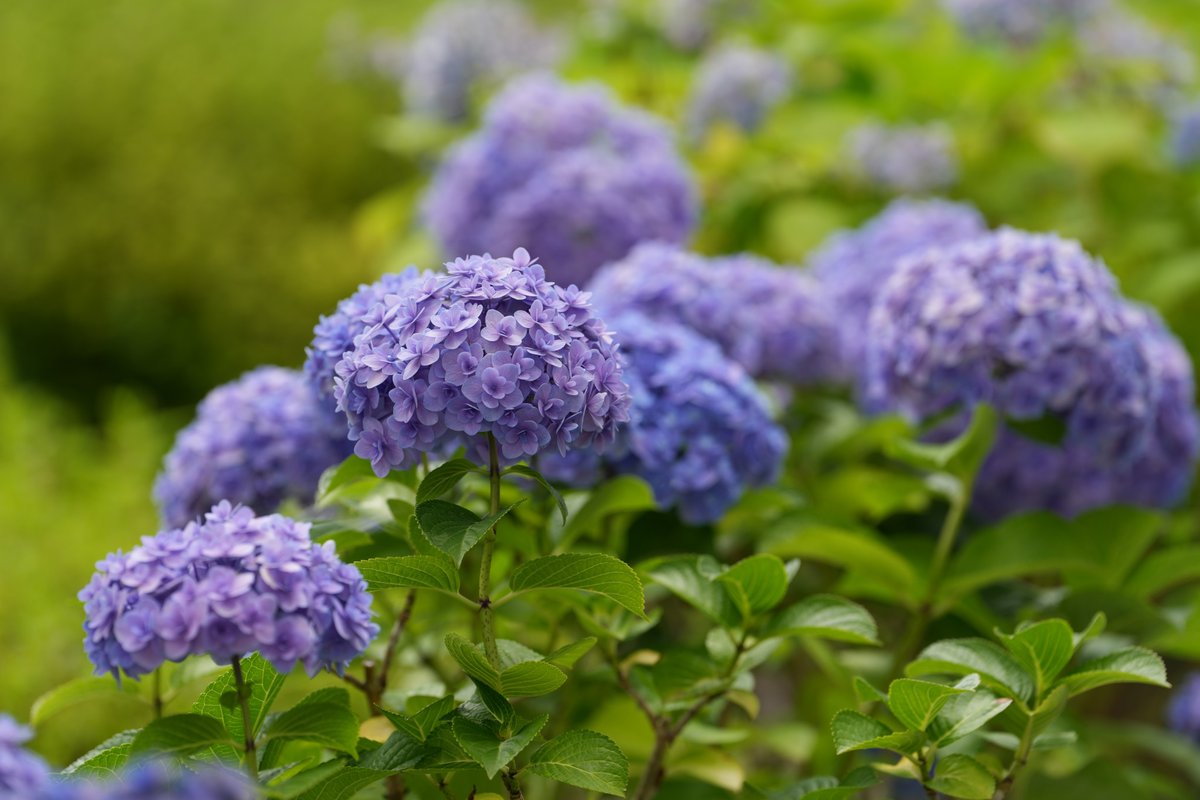 Hello3755221's tweet photo. 府中市郷土の森博物館で観賞した紫陽花②

府中市郷土の森博物館で開催されている
「郷土の森あじさいまつり」に行ってきました
たくさんの種類のアジサイがとても綺麗に咲いています
#府中市郷土の森博物館 #郷土の森あじさいまつり https://t.co/P3VOYBApE4