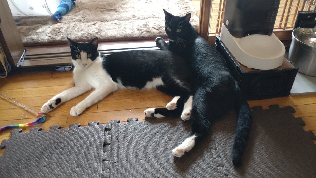 jp_sight's tweet photo. 飼い主です。
理由あって実家に10日間ほど帰ってたので更新ができませんでした。
久しぶりに二人に会ったらこんな感じの仲良し兄弟で安心です。
明日も仲良くね！

#キーラ
#ライム
#猫
#保護猫
#猫の手術
#心房中隔欠損症
#cat
#catsurgery
#SaveMyCat https://t.co/nIXWLTY36U