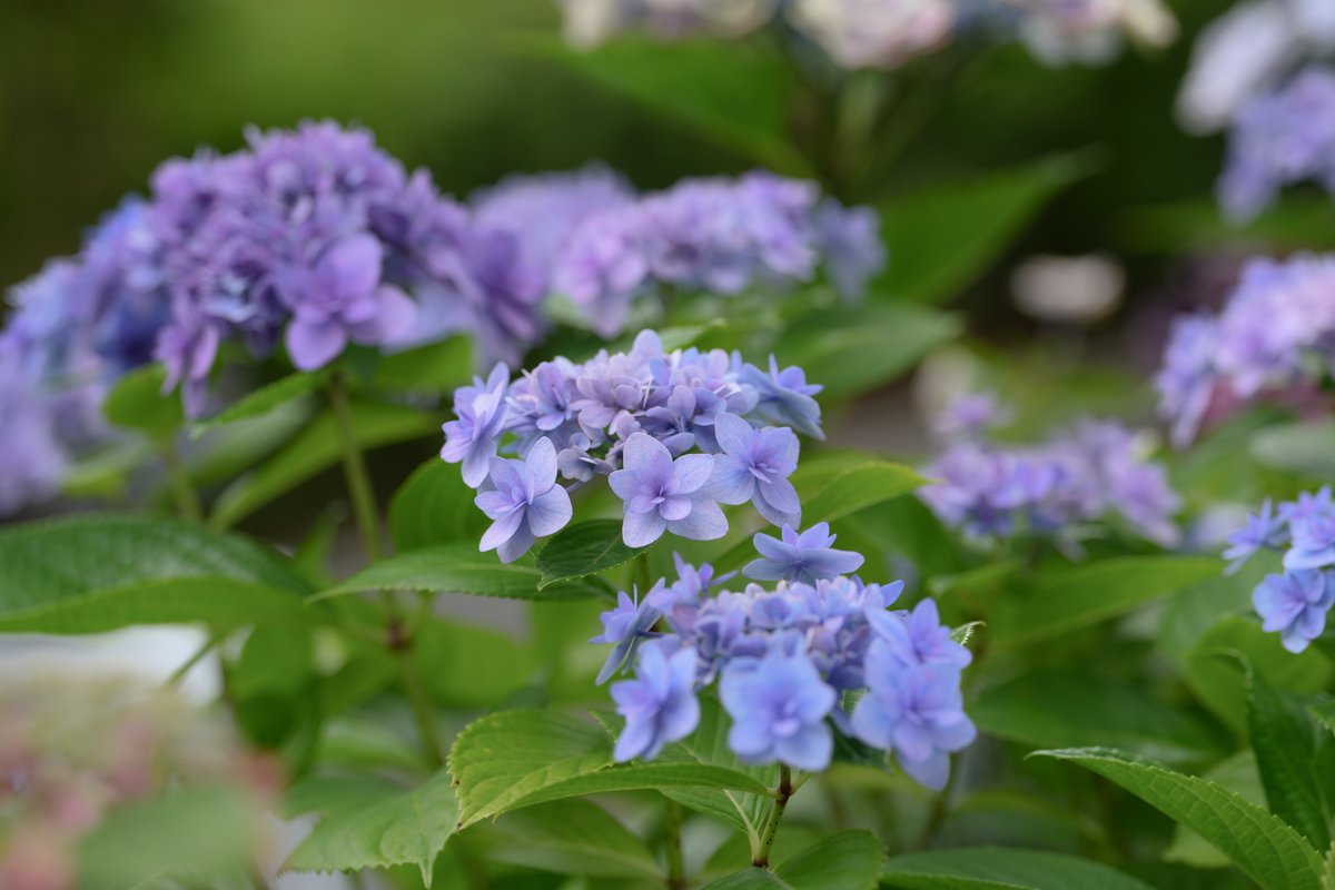 Hello3755221's tweet photo. 府中市郷土の森博物館で観賞した紫陽花②

府中市郷土の森博物館で開催されている
「郷土の森あじさいまつり」に行ってきました
たくさんの種類のアジサイがとても綺麗に咲いています
#府中市郷土の森博物館 #郷土の森あじさいまつり https://t.co/P3VOYBApE4