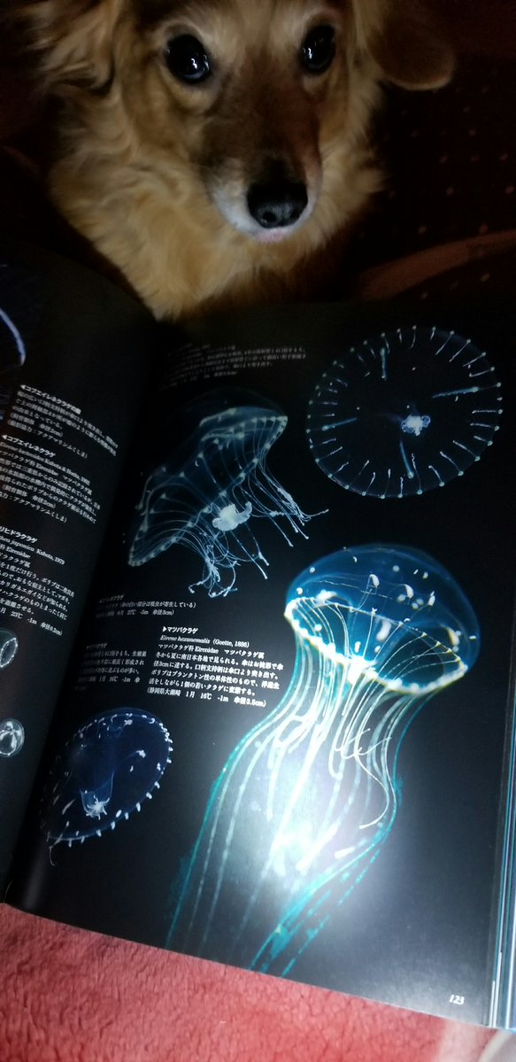 ayapyoko_JP's tweet photo. お魚や水族館が好きな方へ。

部屋を暗くして、
お魚図鑑やクラゲ図鑑などを懐中電灯で照らして見ると、水族館にいる気分や、海に潜っている気分になれますよ～
おススメです🐟🐡🐠 https://t.co/V8iS58Wj8C