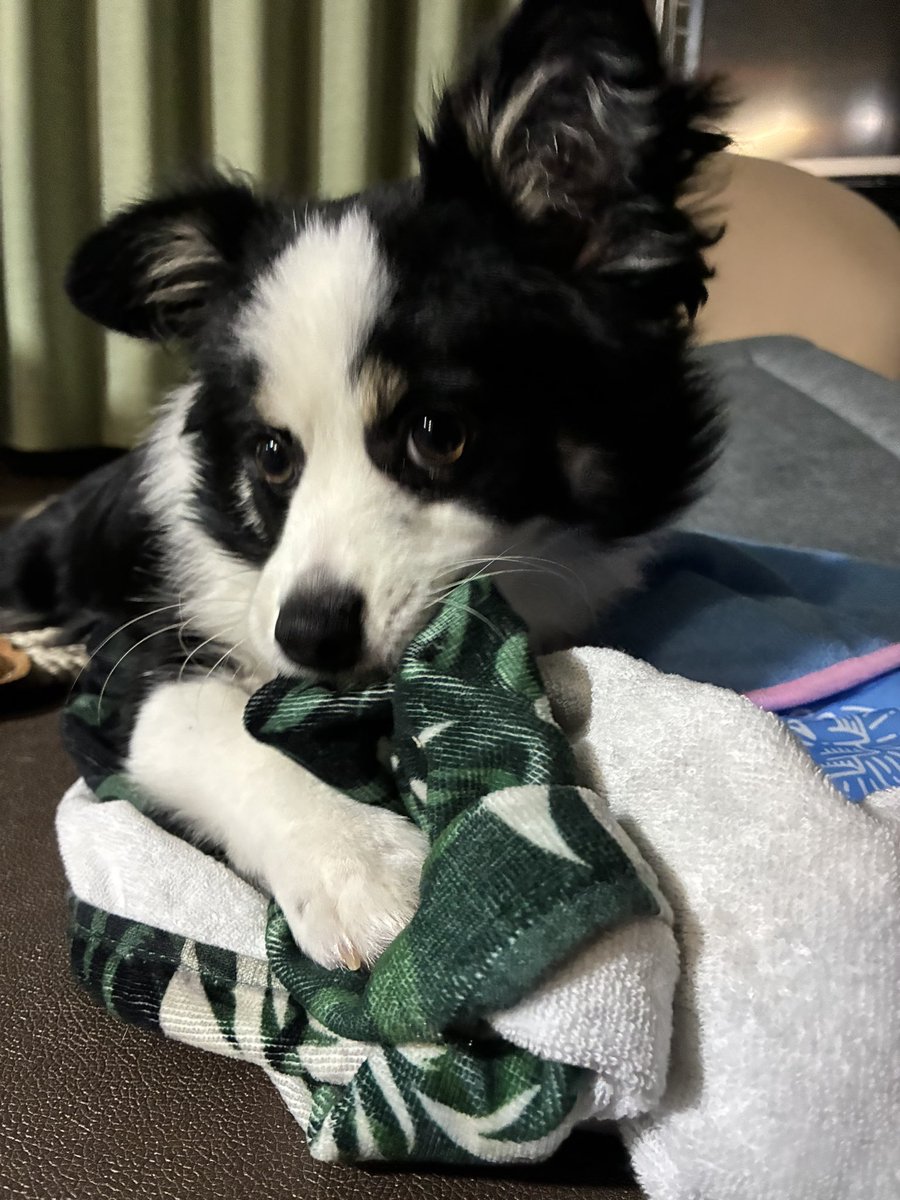 L7Lcp's tweet photo. すみません、うちの犬が熟メロンのタオルを離してくれないのですが...

#メロン記念日
#メロン25 https://t.co/rclI1ISFWM