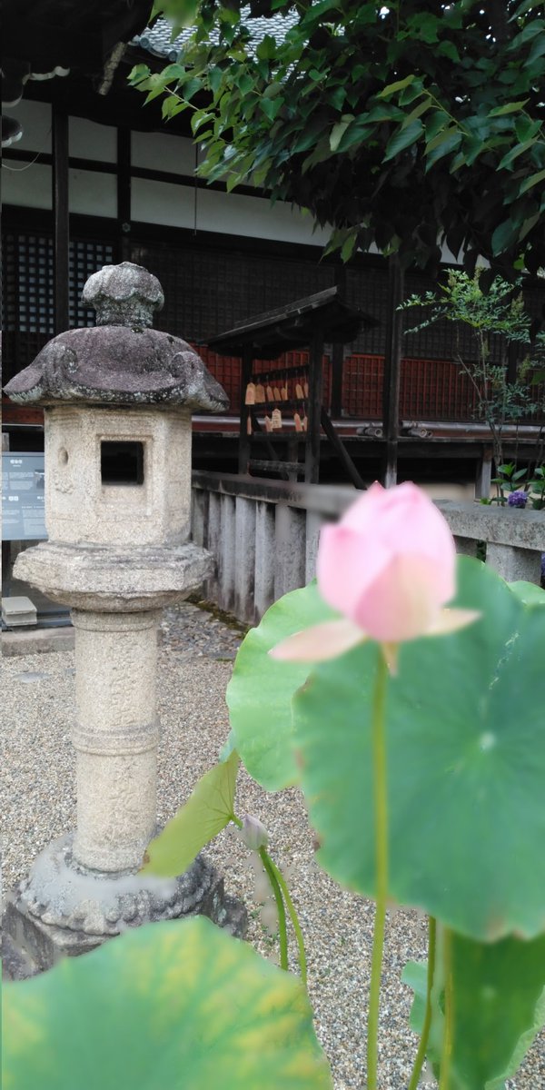 33chizu's tweet photo. 真言律宗総本山
西大寺に行ってきました。
奈良のお寺、仏像は
じっくり味わえます🙏 https://t.co/pZ5VGQymri