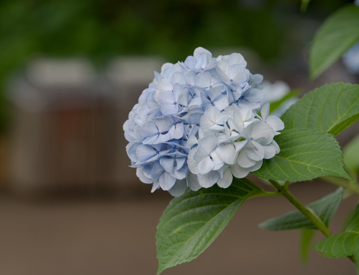 Hello3755221's tweet photo. 府中市郷土の森博物館で
まるでラムネやサイダーを連想させるような
澄んだ色のアジサイが咲いていました💠
透明感のある涼しげなブルーに、目を奪われました
梅雨のジメジメも吹き飛ぶ爽やかさです🫧
#府中市郷土の森博物館 #アジサイ https://t.co/l8xYyVMTqn