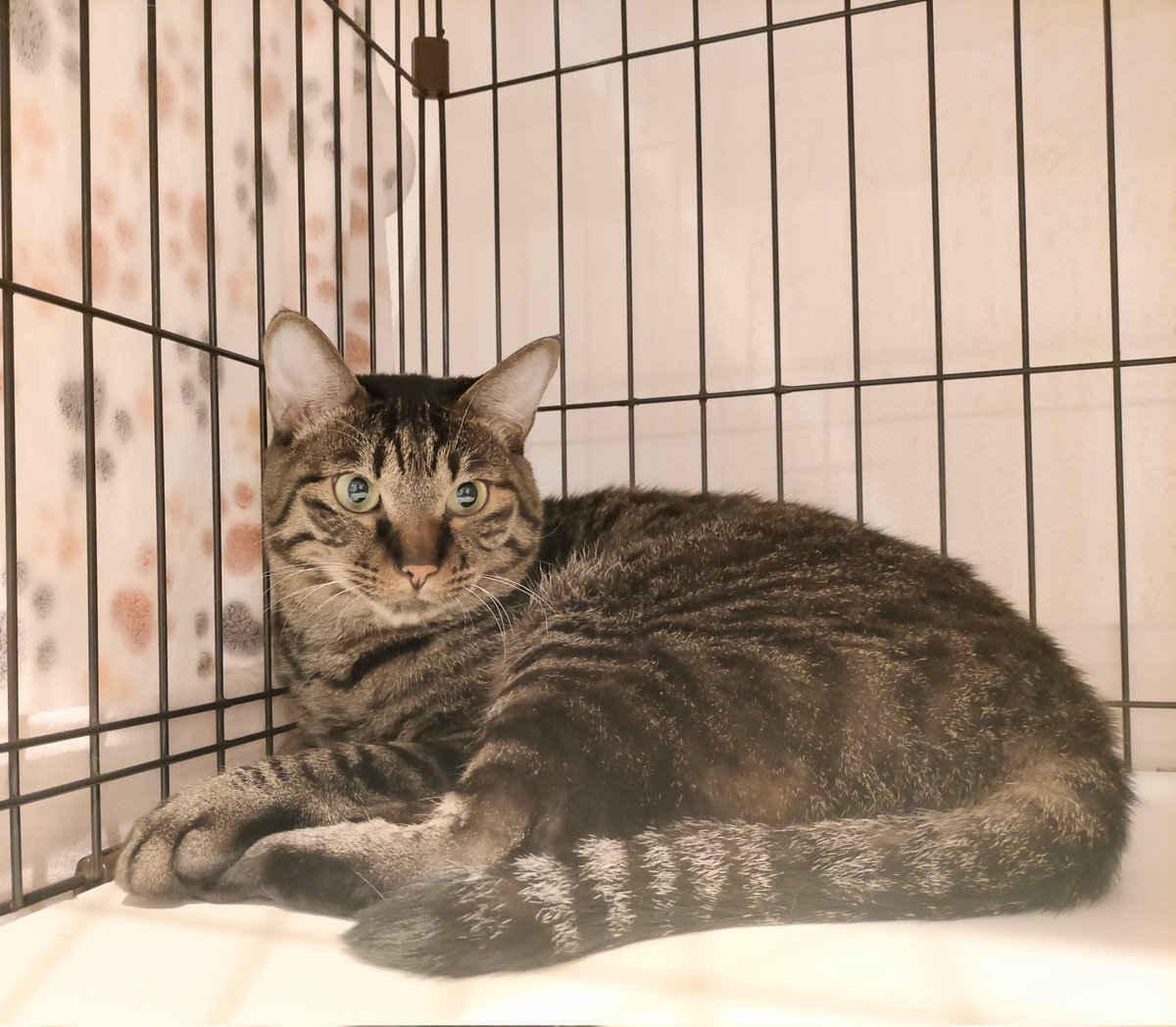 Neco_Ikebukuro's tweet photo. 【里親募集中】チョコボくん😸
童顔な丸顔が可愛い男の子です。
ずっと外で頑張って生きて来たので、どうしても猫同士は上手くできない子です。
一人っ子でお迎えしてくださる里親様を募集中です！
おやつと猫じゃらしで簡単に釣られる、単純過ぎる性格も可愛い子です✨️
#ネコリパ池袋 #里親募集中 https://t.co/30sh4uFJQM