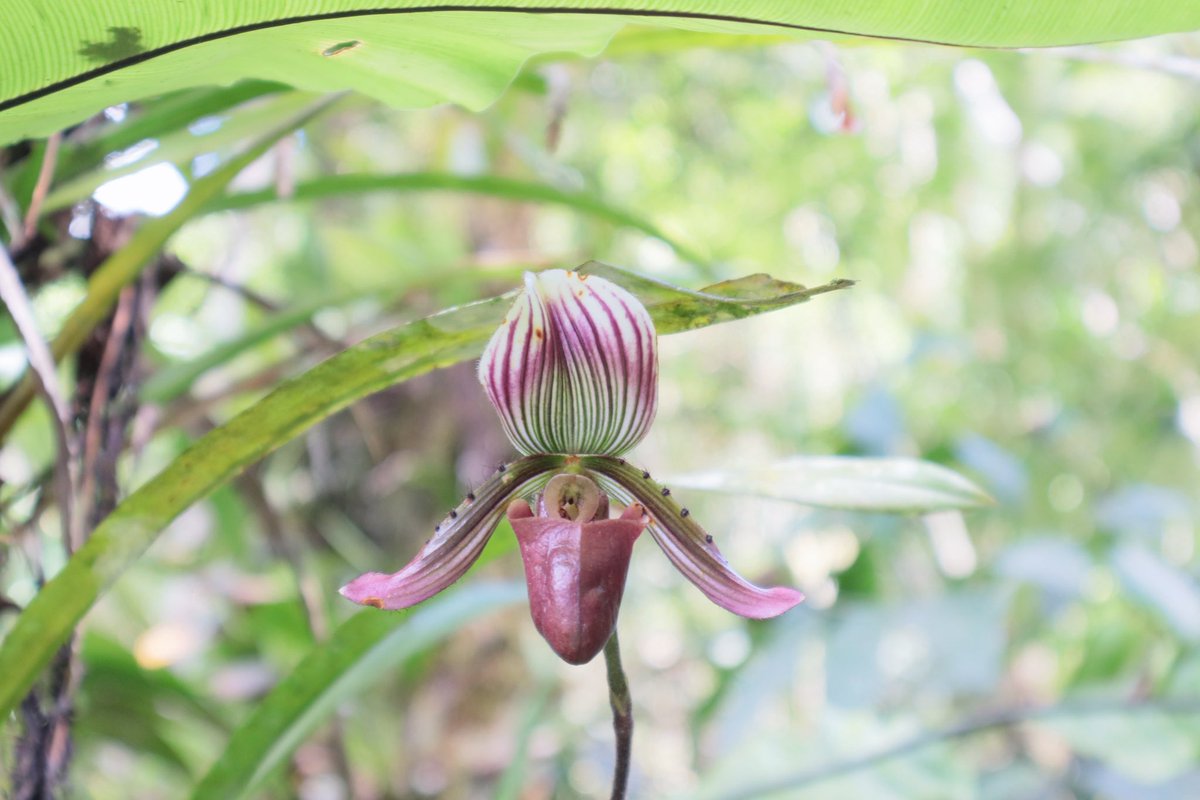 azri_hawk's tweet photo. Paphiopedilum barbatum https://t.co/P9NjEFQ3NL
