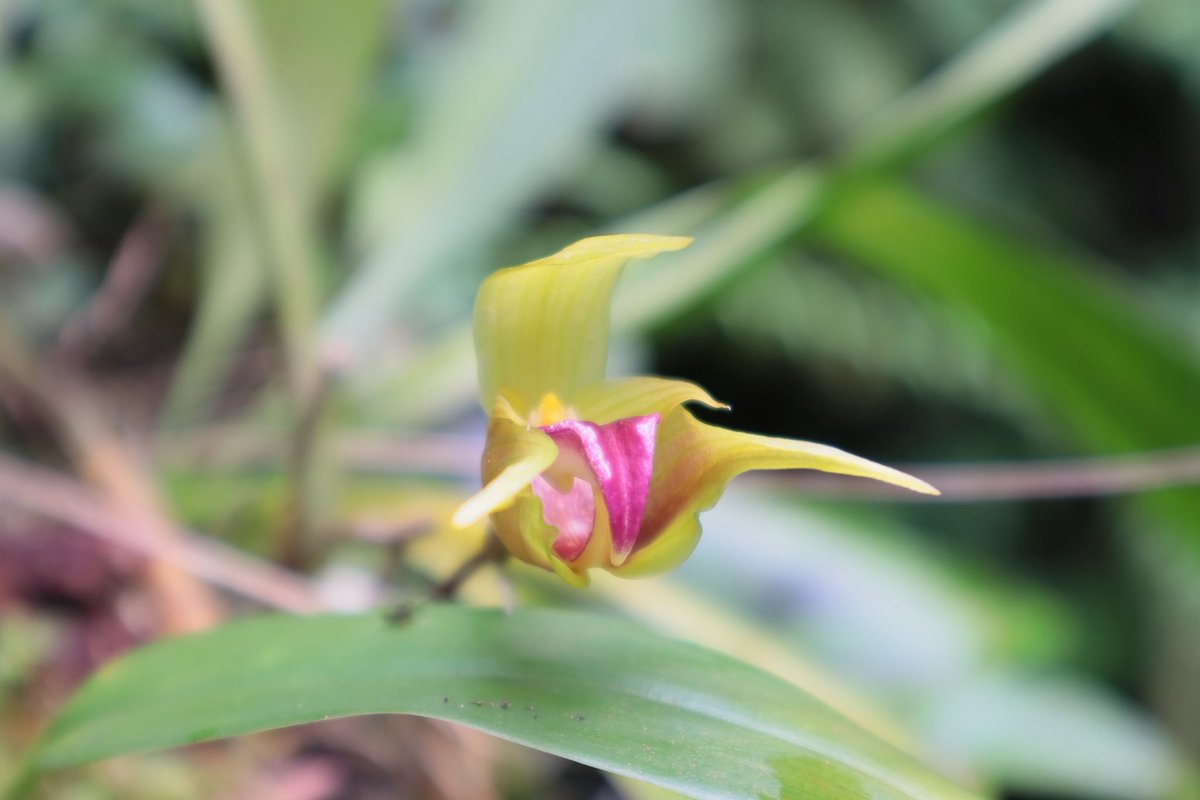 azri_hawk's tweet photo. Bulbophyllum uniflorum https://t.co/Nhx0Jtb03Z
