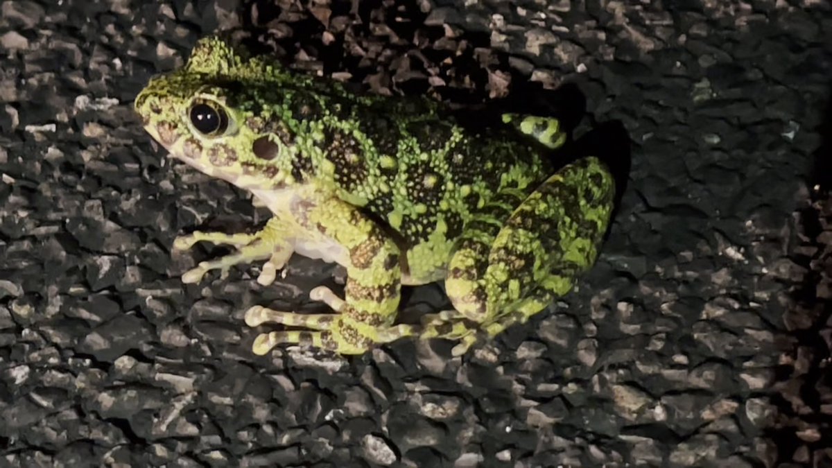 N49882977's tweet photo. 6/23 22時から📺X秒後の新世界で奄美のカエルが出るみたい🐸
夜や雨降りには、めちゃくちゃ合唱してるよ🐸🐸🐸♪
#奄美
 #カエル
 #アマミイシカワガエル https://t.co/A1iYUKwsc1