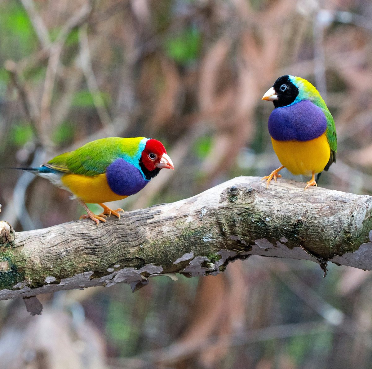 earthcurated's tweet photo. A breathtaking glimpse of Australia's endemic Gouldian finches a vibrant, living rainbow hidden in the northern savannas. 🌈✨ https://t.co/kJwWU4KvVR
