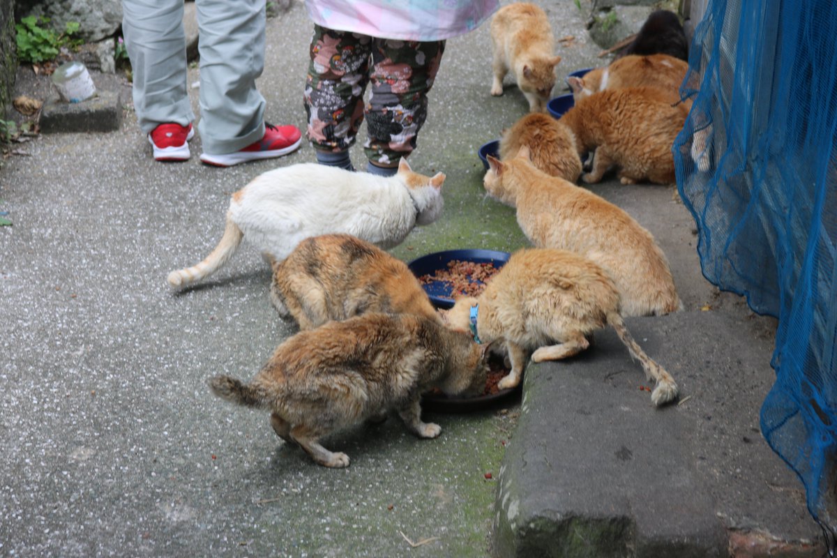 aoshima_cat's tweet photo. ６月６日の青島の様子
晩ご飯を食べている猫たち（そのB）

午後３時５０分。
猫たちの晩ご飯タイムが始まりました。
猫たちは皿にもられたキャットフードを食べています。

この猫たちは島の中央部をテリトリーとする猫たちです。
ここには３０匹を超える猫がいます。
ここの猫たちはエサ場にはやってきません。
猫のお母さんが直接面倒をみている猫たちです。