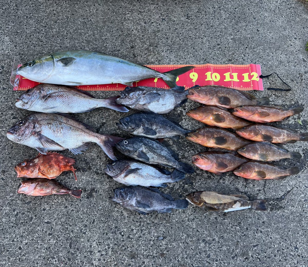 arayan9126's tweet photo. お久しぶりの魚 https://t.co/jBcOcY84mD