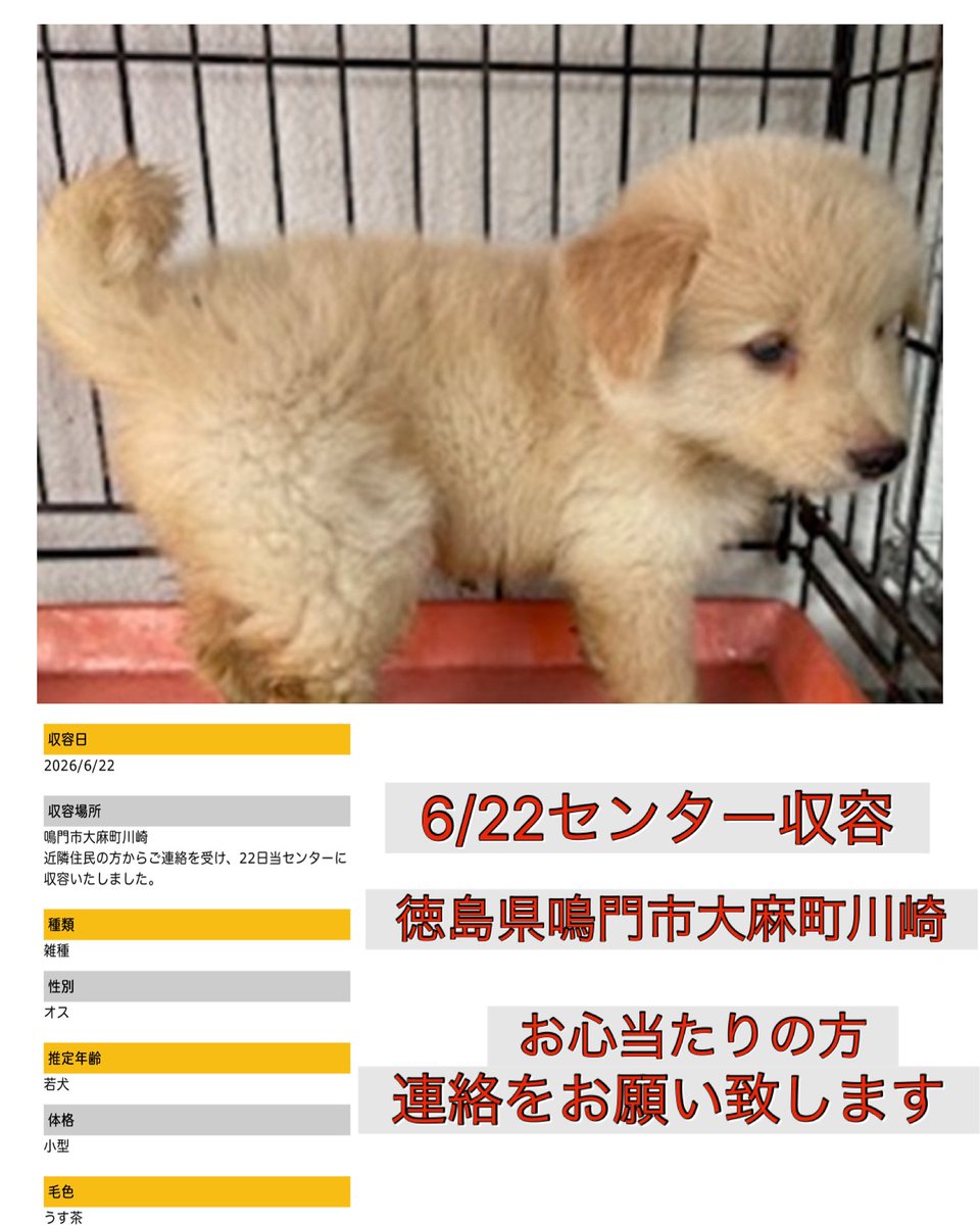 Rubylov65969168's tweet photo. ＃仔犬

🆘徳島県動物愛護管理センター🆘

まだ生後３ヶ月ほどの仔犬が近隣住民
の方の連絡によりセンターに収容

母犬の温もりも
兄弟たちとじゃれ合う時間も突然失い
今は見知らぬ場所で不安な日々を過ごし
ています

ただ生きたくて…
ただ幸せになりたくて生まれて来た命

どうかこの小さな瞳の先に
優しい家族との出会いと
温かい未来が有りますように🍀🙏

応援をよろしくお願い致します

🐶収容情報
6/22徳島県鳴門市大麻町川崎で保護
生後３ヶ月位・オス・小型・うす茶

https://t.co/bqCFv4X13q