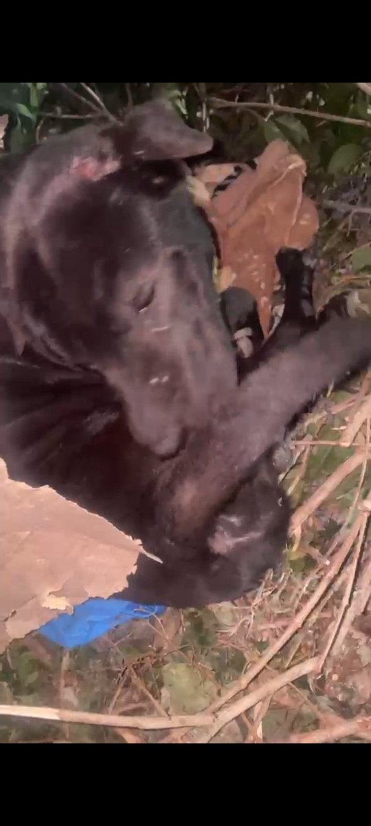 RaquelMait's tweet photo. Perrito abandonado en San Justo,es súper manso https://t.co/gcnPbYEjp0 sabe andar en la https://t.co/AwhNoqViST se mueve,yo no puedo transitarlo xq tengo el virus de moquillo en casa. Perros lo mordieron Cel 1127764416
@protegealanimal 
@polaco_adrian 
@AlmasDeLaCalle 
@Bichuok1 https://t.co/2OTWUFaVQ3