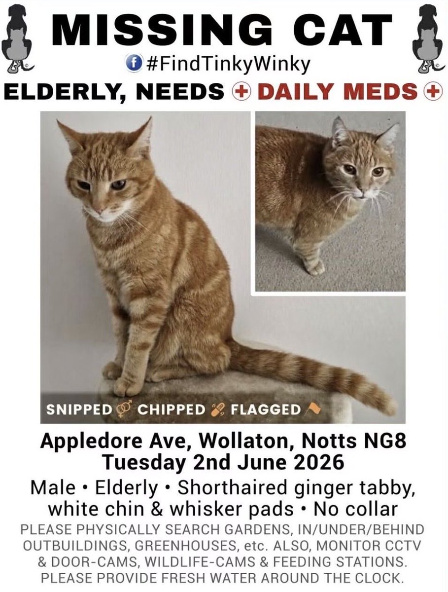 Khan4Wollaton's tweet photo. Please DM me if you have any information about the whereabouts of this missing cat in Wollaton. Thank you in advance. https://t.co/OpyPERSkbd