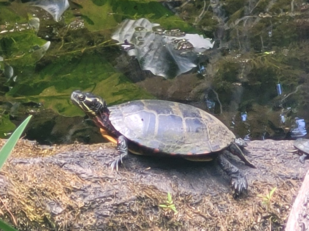 CandelAcnh's tweet photo. Looked at some nature last week, I think Blathers would be proud!

Could you imagine if we could gather plants for the museum too? Lief, get on this! https://t.co/udomW6dNdf