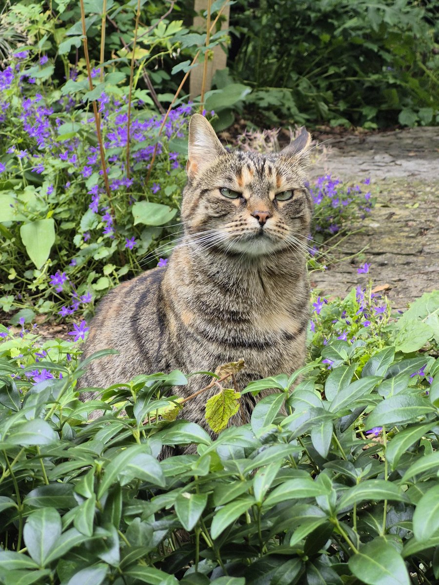postsofkittens's tweet photo. cat trying to look tough 😼 https://t.co/5Cro1sJtcE
