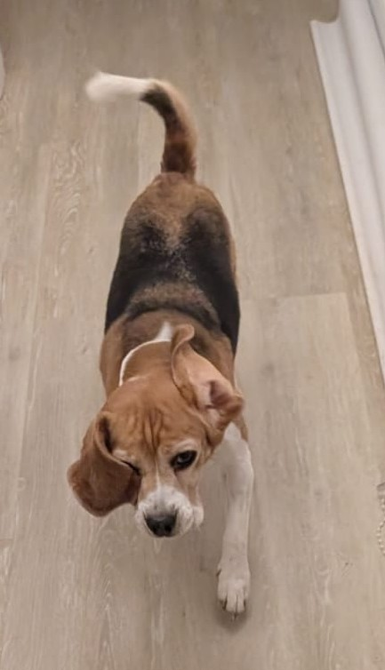 millypod1's tweet photo. ROSIE HOME SAFE. THANKS FOR RT's😊🐕🐾
🆘19 JUNE 2026 #Lost Rosie #ScanMe
Beagle Female #Halesworth Millenium Green between Gulliver's Bridge and Railway Bridge #Suffolk #IP19 https://t.co/Yn2ZjDa6O3 https://t.co/3fjhvoGM97