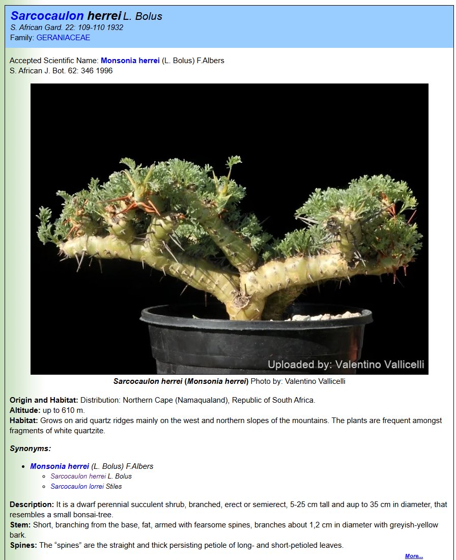 mori_udon's tweet photo. Sarcocaulon herreiにしか見えない株が、葉の形が全く異なる Sarcocaulon crassicauleとして大量に出品されてる
間違った名前の株が市場に沢山流れると、本物のSarcocaulon crassicauleの種子が入手できなくなってしまう

https://t.co/wZsh4MNNLT
https://t.co/Ma96A1gX3l https://t.co/WrW2g2wZY2