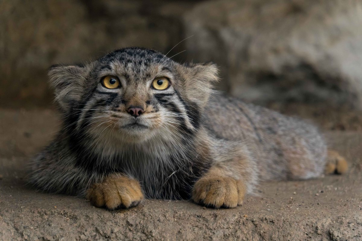 pas_manul's tweet photo. 2026/10/01 11:00 ナル Nar
#マヌルネコ #ナル
#pallascat #Nar
#神戸どうぶつ王国 https://t.co/iY1HCqLa1H