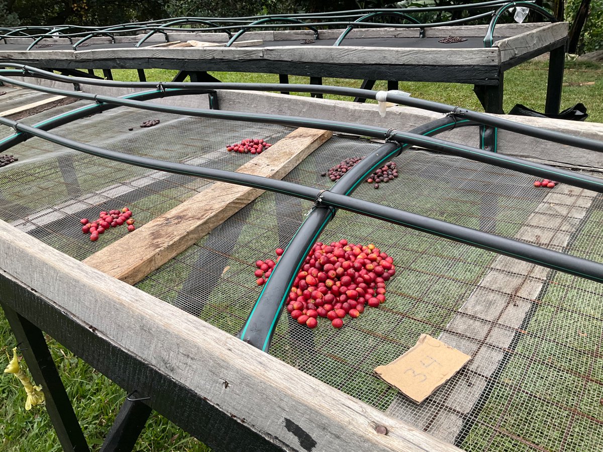 tomceze's tweet photo. …and just like that it is enough to be able to start sorting prized #SL28 out of 34s.
We’re growing! Join us!
#RwenzoriCoffee https://t.co/Wynah5x4Z7